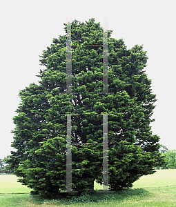 Picture of Cupressus arizonica var. glabra 'Aurea'