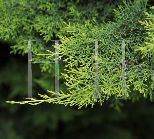 Picture of Cupressus arizonica var. glabra 'Aurea'