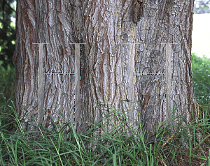 Picture of Cupressus arizonica var. glabra 'Aurea'