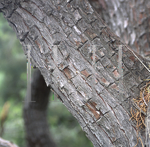 Picture of Cupressus arizonica 