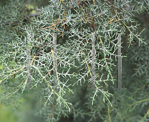 Picture of Cupressus arizonica 