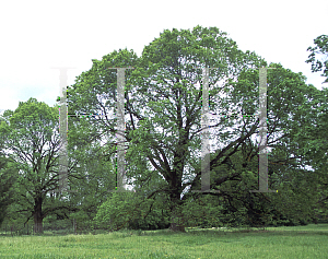 Picture of Ulmus x hollandica 