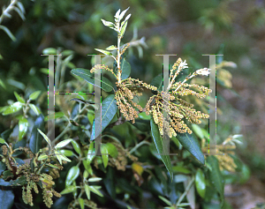 Picture of Quercus ilex 