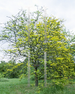 Picture of Gleditsia triacanthos f. inermis 'Sunburst'