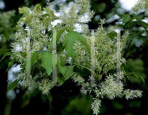 Picture of Fraxinus ornus 