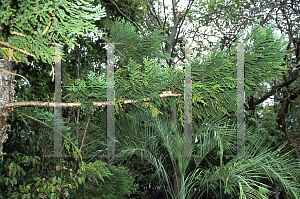 Picture of Araucaria cunninghamii 