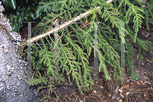 Picture of Araucaria cunninghamii 