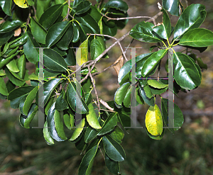 Picture of Cassine guadrangulata 