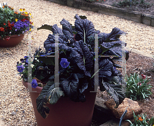 Picture of Brassica juncea 'Red Giant'