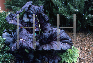 Picture of Brassica juncea 'Red Giant'