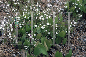 Picture of Epimedium setosum 