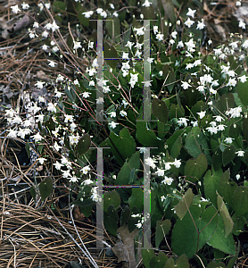 Picture of Epimedium setosum 