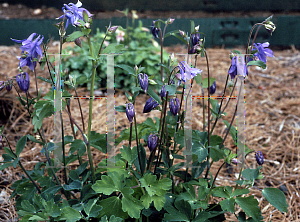 Picture of Aquilegia nepalensis 