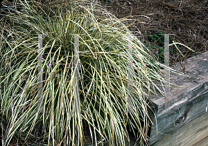 Picture of Carex hachijoensis 'Evergold'