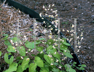 Picture of Epimedium pubigerum 