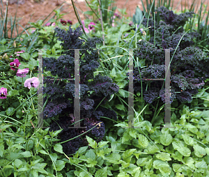 Picture of Brassica juncea 'Red Mustard'