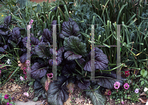 Picture of Brassica juncea 'Red Giant'