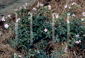 Picture of Geranium maculatum 'Espresso'