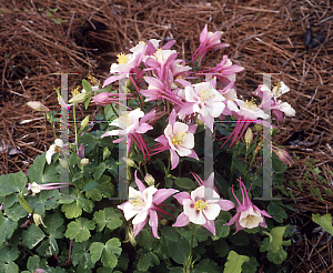 Picture of Aquilegia x hybrida 'Origami Rose and White'