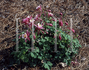 Picture of Aquilegia x hybrida 'Origami Red and White'