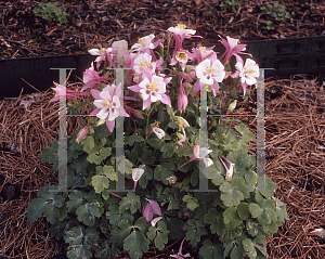 Picture of Aquilegia x hybrida 'Origami Rose and White'