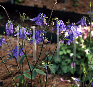 Picture of Aquilegia nepalensis 