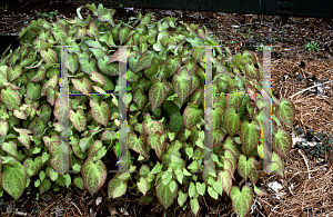 Picture of Epimedium alpinum 'Rubrum'