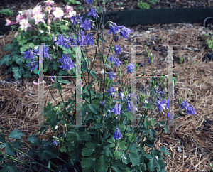 Picture of Aquilegia nepalensis 