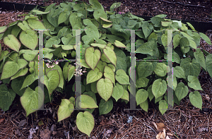 Picture of Epimedium x rubrum 'Sweetheart'