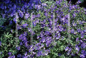 Picture of Geranium  'Johnson's Blue'