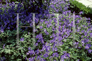 Picture of Geranium  'Johnson's Blue'