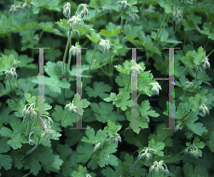 Picture of Geranium platypetalum 