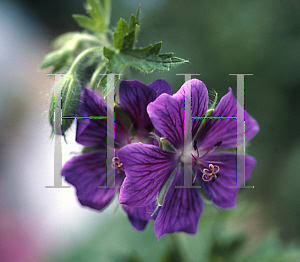 Picture of Geranium platypetalum 