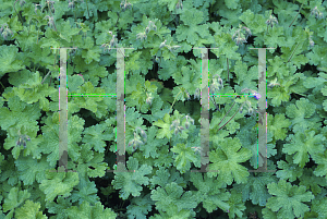 Picture of Geranium platypetalum 