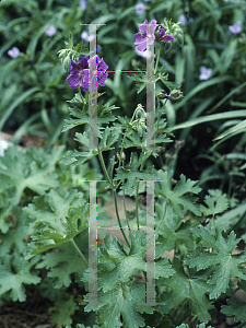 Picture of Geranium platypetalum 