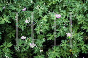 Picture of Geranium pogonanthum 