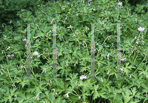 Picture of Geranium pogonanthum 