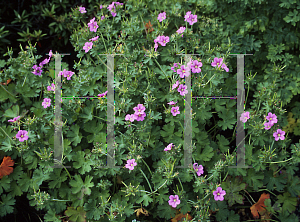 Picture of Geranium polyanthes 