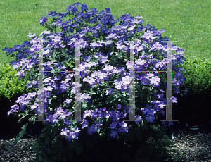 Picture of Geranium pratense 