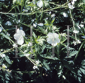 Picture of Geranium pratense 'Album'