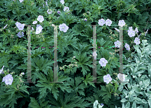 Picture of Geranium pratense 'Mrs. Kendall Clark'