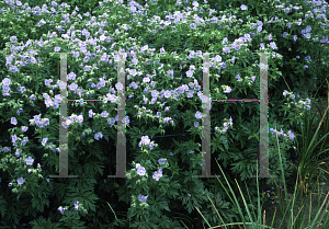 Picture of Geranium pratense 'Mrs. Kendall Clark'