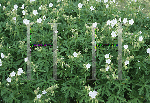 Picture of Geranium pratense 'Silver Queen'