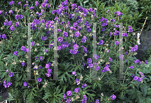 Picture of Geranium pratense 'Plenum-Violaceum'