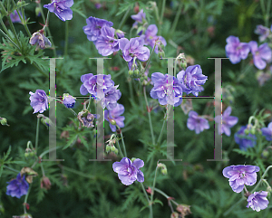 Picture of Geranium pratense 'Plenum-Caeruleum'