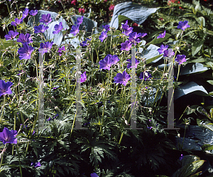 Picture of Geranium pratense 'Spinner'