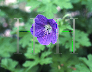 Picture of Geranium pratense 