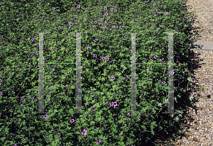 Picture of Geranium procurrens 