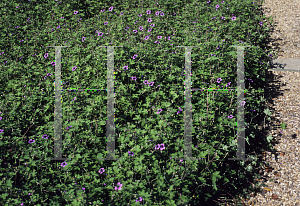 Picture of Geranium procurrens 