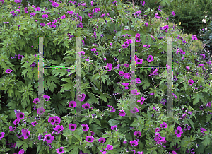 Picture of Geranium psilostemon 